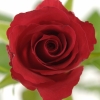 Raudonos rožės 2