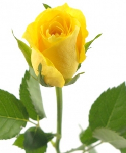 Geltonos rožės