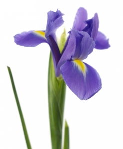 Irisai