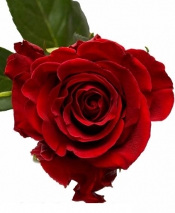 5 žvaigždučių rožės "PREMIUM" 80-90cm
