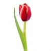 Красные тюльпаны 2
