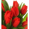 Красные тюльпаны 3