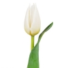 Baltos tulpės 2