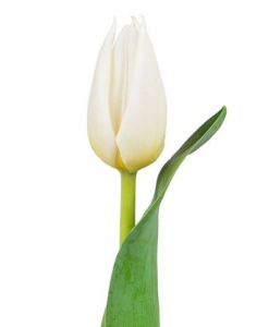 Baltos tulpės